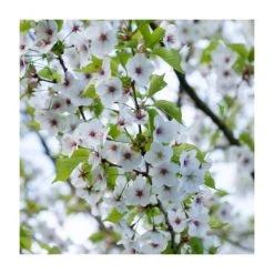 Prunus 'Umineko' | Cherry Blossom Tree