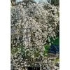 Prunus yedoensis 'Ivensii' | Cherry Blossom Tree -FruitSprout Shop PL9239058 main image 35c7