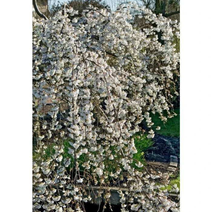 Prunus yedoensis 'Ivensii' | Cherry Blossom Tree 3 Prunus yedoensis 'Ivensii' | Cherry Blossom Tree