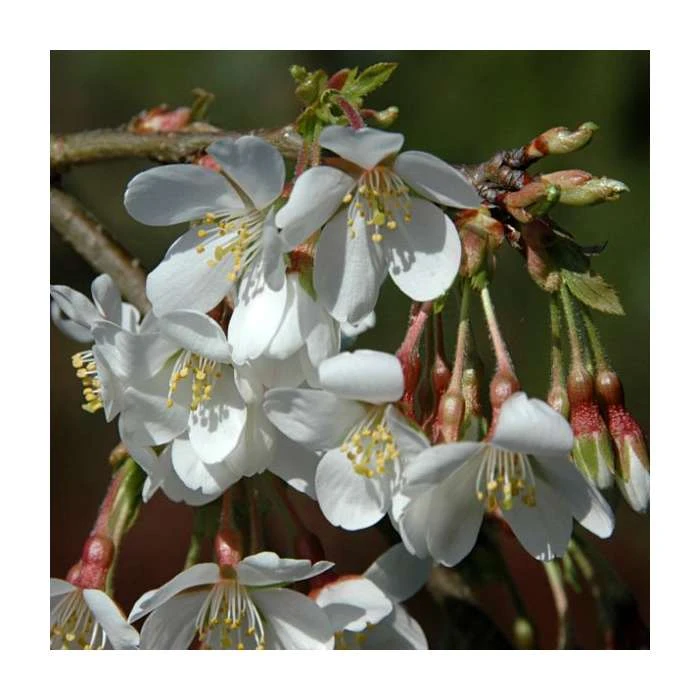 Prunus yedoensis 'Ivensii' | Cherry Blossom Tree 4 Prunus yedoensis 'Ivensii' | Cherry Blossom Tree - Image 2
