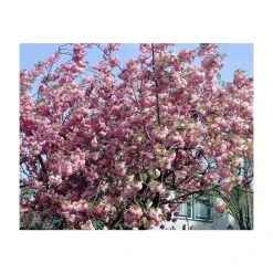 Prunus 'Pink Perfection' | Cherry Blossom Tree -FruitSprout Shop PL9239059 add image 1 c731