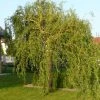 Corkscrew Willow | Salix Matsudana 'Tortousa' -FruitSprout Shop PL9239063 main image 24b2