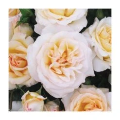 York Minster | Floribunda Rose