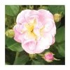 Lakeland | Climbing Rose 1 Lakeland | Climbing Rose -FruitSprout Shop PL925100 main image 6754