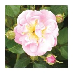 Lakeland | Climbing Rose