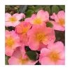 Simple Peach | Shrub Rose 2 Simple Peach | Shrub Rose -FruitSprout Shop PL925105 main image fc40