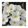 Simple White | Shrub Rose -FruitSprout Shop PL925106 main image 24a3