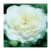 Silver Wedding 25th Anniversary | Floribunda Rose -FruitSprout Shop PL925113 main image 76b0