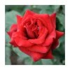 Special Dad | Hybrid Tea Rose 1 Special Dad | Hybrid Tea Rose -FruitSprout Shop PL925114 main image 315f