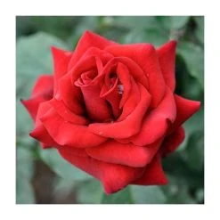 Special Dad | Hybrid Tea Rose