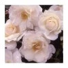 Your Wedding Day | Floribunda Rose -FruitSprout Shop PL925121 main image a2b4
