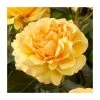 Amber Queen | Floribunda Rose -FruitSprout Shop PL925124 main image f446