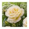 At Peace | Hybrid Tea Rose 1 At Peace | Hybrid Tea Rose -FruitSprout Shop PL925125 main image ebc9