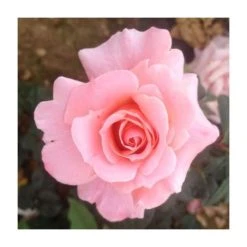 Fab at 40 | Floribunda Rose