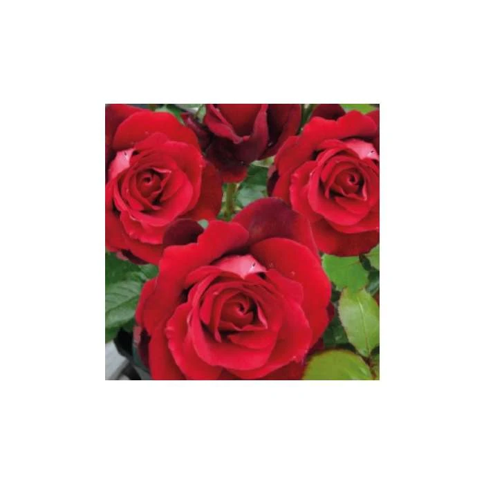 Fab at 60 | Bush Rose 3 Fab at 60 | Bush Rose