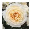 Happy Birthday Cream | Floribunda Rose 2 Happy Birthday Cream | Floribunda Rose -FruitSprout Shop PL925148 main image 071b