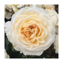 Happy Birthday Cream | Floribunda Rose