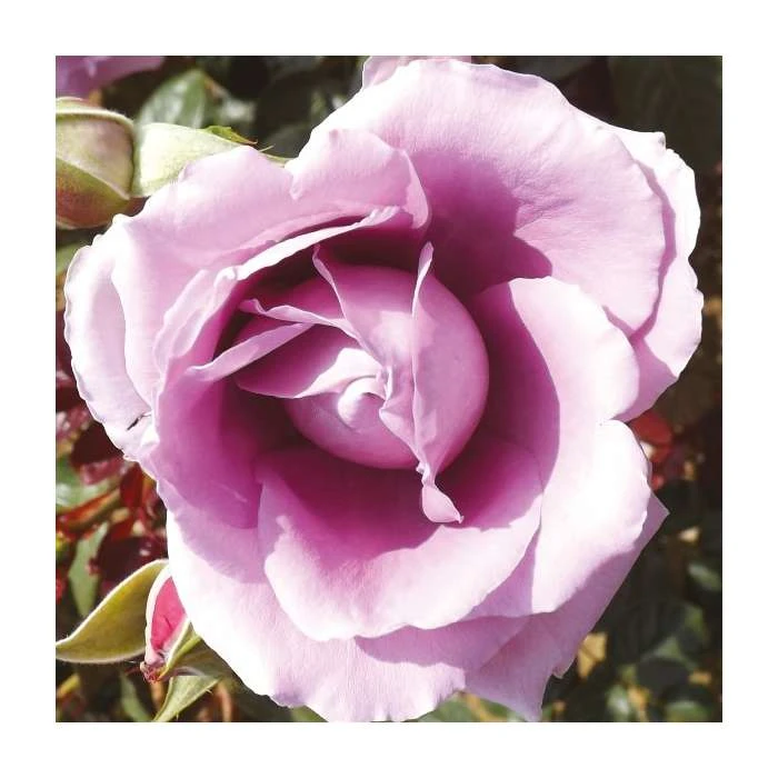 Harry Edland | Floribunda Rose 3 Harry Edland | Floribunda Rose