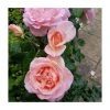 Sweet Syrie | Climbing Rose -FruitSprout Shop PL925345 main image f602
