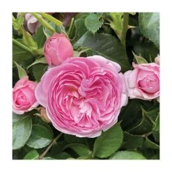 Bare Root Sales Shop -FruitSprout Shop PL925366BR add image 1 2524