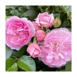 The Queen Elizabeth II Rose | Bare Root -FruitSprout Shop PL925366BR add image 2 9014