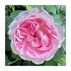 The Queen Elizabeth II Rose | Bare Root
