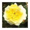 'The Sun and Heart' Rose | Bare Root -FruitSprout Shop PL925476 main image 9d95