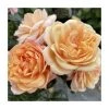 'Susie' Climbing Rose | Bare Root -FruitSprout Shop PL925492 main image 1790