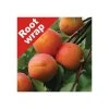 4-5ft 'New Large Early' Apricot Tree | SJA Semi Vigorous Rootstock | Bare Root -FruitSprout Shop TR0027 main image 4d31