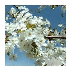 5ft 'Victoria' Plum Tree | Wavit Semi Vigorous Rootstock | Bare Root | By Frank P Matthews™ -FruitSprout Shop TR01021 add image 1 671c