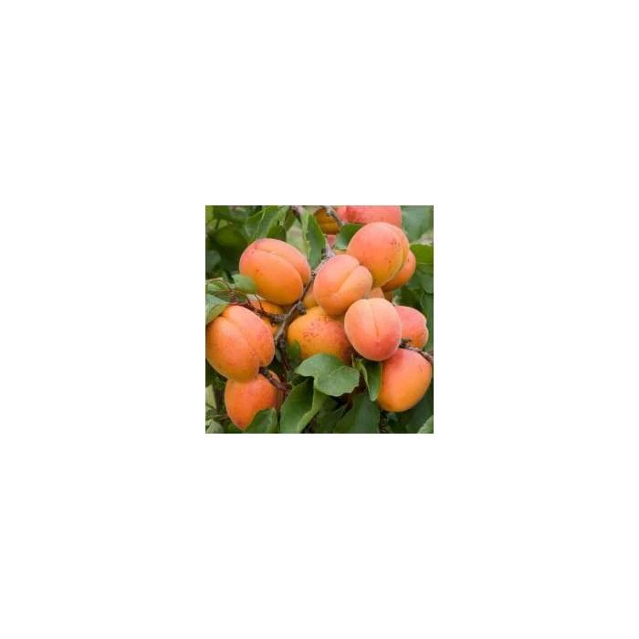 Prunus 'Tomcot' | Apricot Tree 4 Prunus 'Tomcot' | Apricot Tree - Image 2