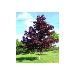 Acer platanoides 'Crimson King' | Norway Maple Tree -FruitSprout Shop TR0130 add image 1 1726