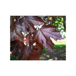 Acer platanoides 'Crimson King' | Norway Maple Tree -FruitSprout Shop TR0130 add image 2 0252