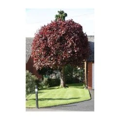 Acer platanoides 'Crimson King' | Norway Maple Tree -FruitSprout Shop TR0130 add image 3 4da0