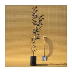 Acer platanoides 'Crimson King' | Norway Maple Tree -FruitSprout Shop TR0130 add image 4 a1c8