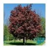 Acer platanoides 'Crimson King' | Norway Maple Tree -FruitSprout Shop TR0130 main image 2205