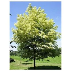 Acer platanoides 'Drummondii' |Norway Maple Tree -FruitSprout Shop TR0131 add image 1 77c9