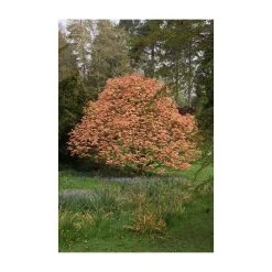 Acer platanoides 'Drummondii' |Norway Maple Tree -FruitSprout Shop TR0131 add image 2 21a8
