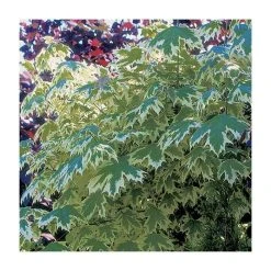 Acer platanoides 'Drummondii' |Norway Maple Tree -FruitSprout Shop TR0131 add image 3 379a