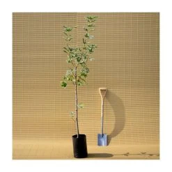 Acer platanoides 'Drummondii' |Norway Maple Tree -FruitSprout Shop TR0131 add image 4 1f8b