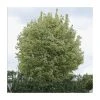 Acer platanoides 'Drummondii' |Norway Maple Tree -FruitSprout Shop TR0131 main image 06fa
