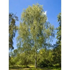 Silver Birch | Betula Pendula -FruitSprout Shop TR013512L add image 1 57df