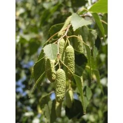 Silver Birch | Betula Pendula -FruitSprout Shop TR013512L add image 2 6e23