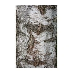 Silver Birch | Betula Pendula -FruitSprout Shop TR013512L add image 3 942a