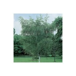 Silver Birch | Betula Pendula -FruitSprout Shop TR013512L add image 4 e015