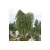 Silver Birch | Betula Pendula -FruitSprout Shop TR013512L main image 09a1