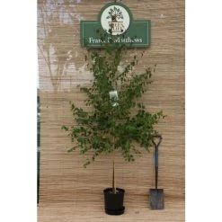 Silver Birch | Betula Pendula -FruitSprout Shop TR013512L rollover image 16a9