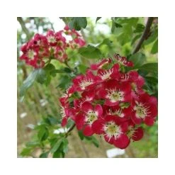 Crataegus laevigata 'Crimson Cloud' | Hawthorn Tree -FruitSprout Shop TR01389L add image 1 1b7d