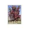 Crataegus laevigata 'Crimson Cloud' | Hawthorn Tree -FruitSprout Shop TR01389L main image 30a0