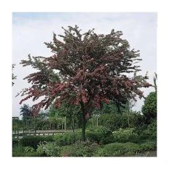 Crataegus laevigata 'Pauls Scarlet' | Hawthorn Tree -FruitSprout Shop TR01399L add image 1 15f9